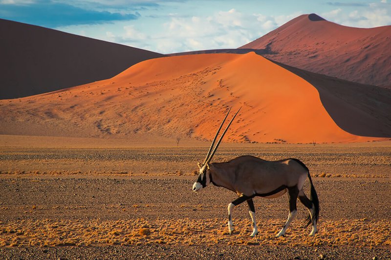 Where Do Oryxs Live? Habitat And Distribution Explained