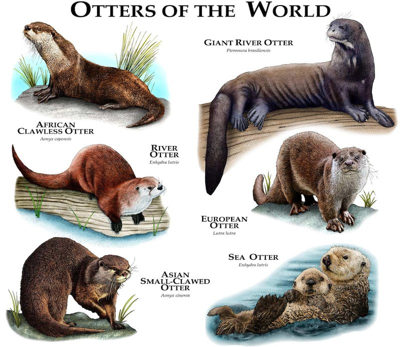 Where Do Otters Live? Habitat And Distribution Explained