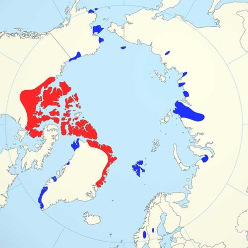 Where Do Oxs Live? Habitat And Distribution Explained