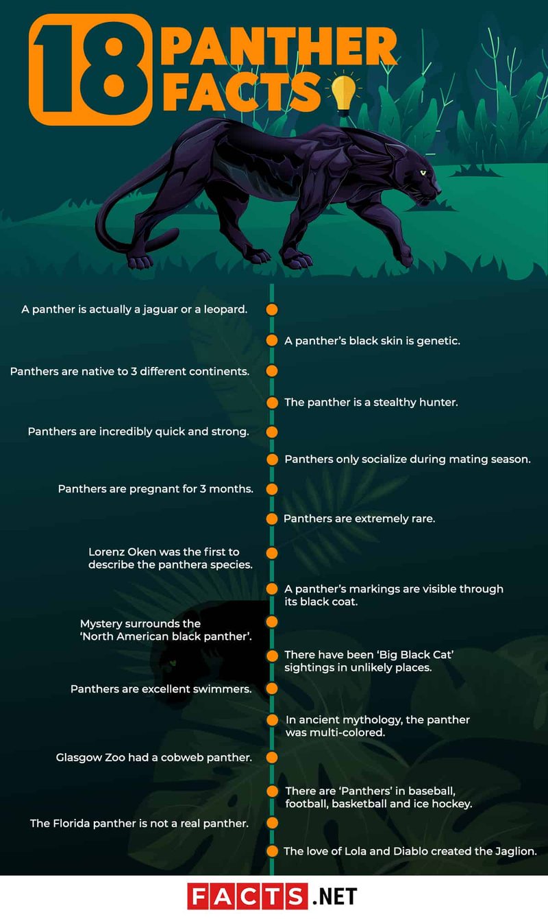 Where Do Panthers Live? Habitat And Distribution Explained