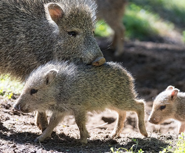 Where Do Peccarys Live? Habitat And Distribution Explained