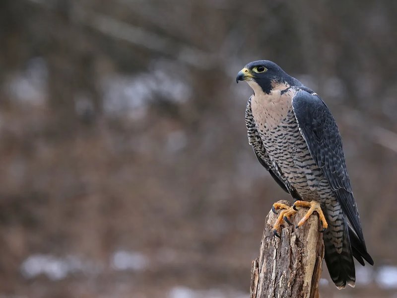 Where Do Peregrine Falcons Live? Habitat And Distribution Explained