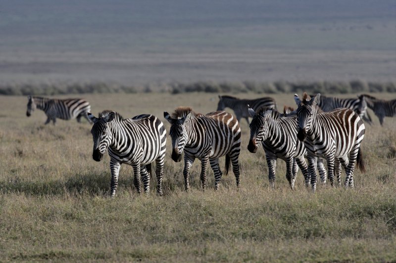 Where Do Plains Zebras Live? Habitat And Distribution Explained