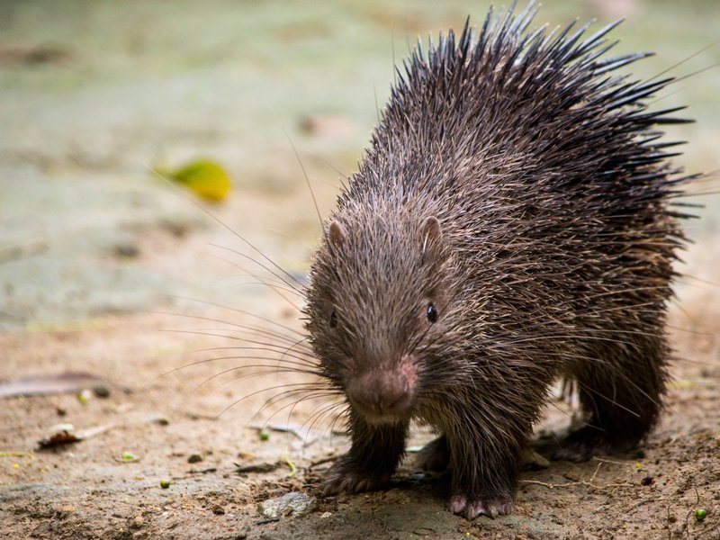 Where Do Porcupines Live? Habitat And Distribution Explained