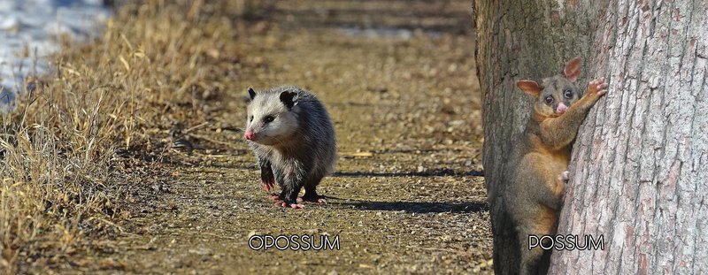 Where Do Possums Live? Habitat And Distribution Explained