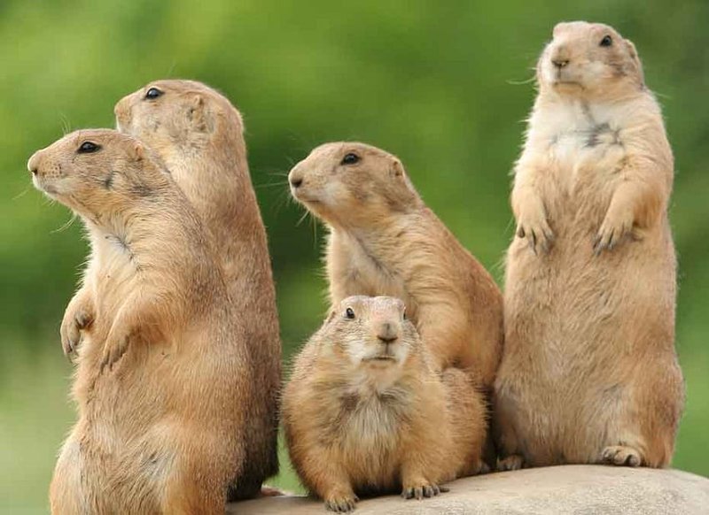 Where Do Prairie Dogs Live? Habitat And Distribution Explained