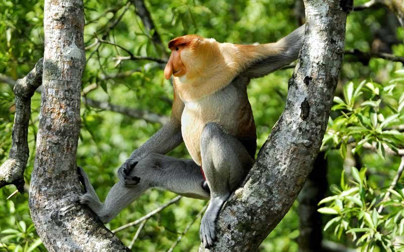 Where Do Proboscis Monkeys Live? Habitat And Distribution Explained