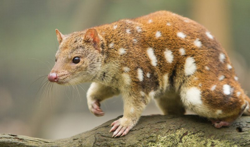 Where Do Quolls Live? Habitat And Distribution Explained