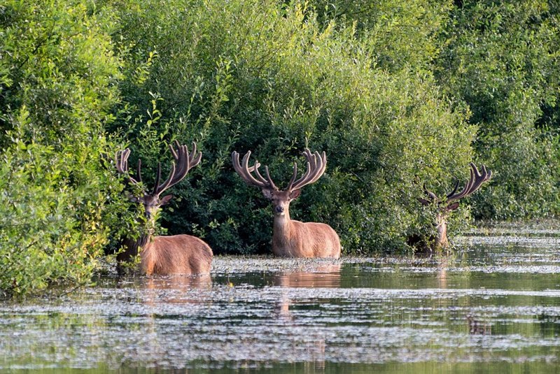 Where Do Red Deers Live? Habitat And Distribution Explained