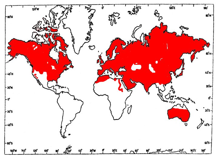 Where Do Red Foxs Live? Habitat And Distribution Explained