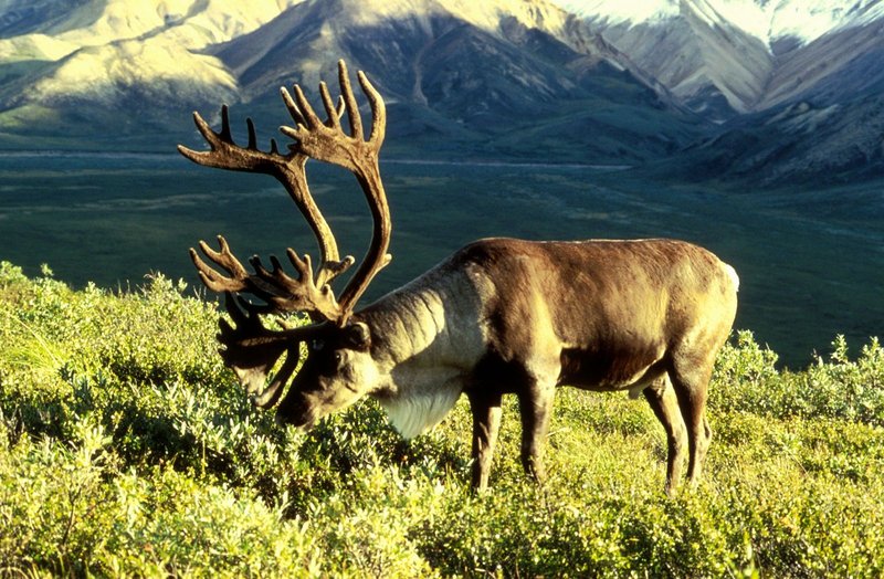 Where Do Reindeers Live? Habitat And Distribution Explained