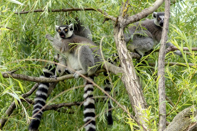 Where Do Ring-Tailed Lemurs Live? Habitat And Distribution Explained