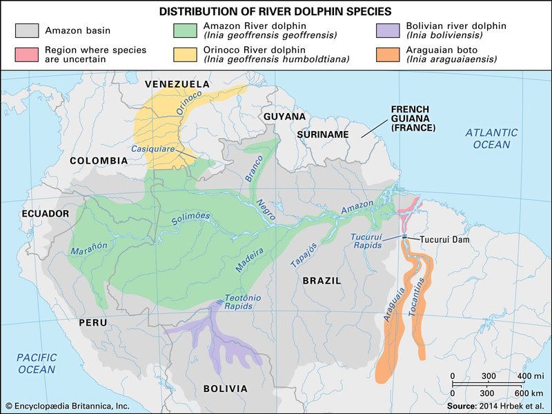 Where Do River Dolphins Live? Habitat And Distribution Explained