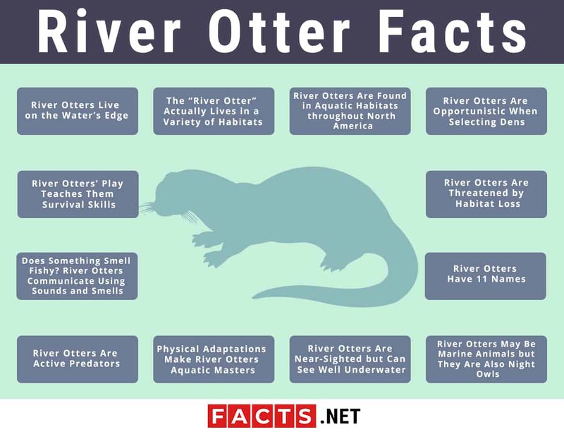 Where Do River Otters Live? Habitat And Distribution Explained