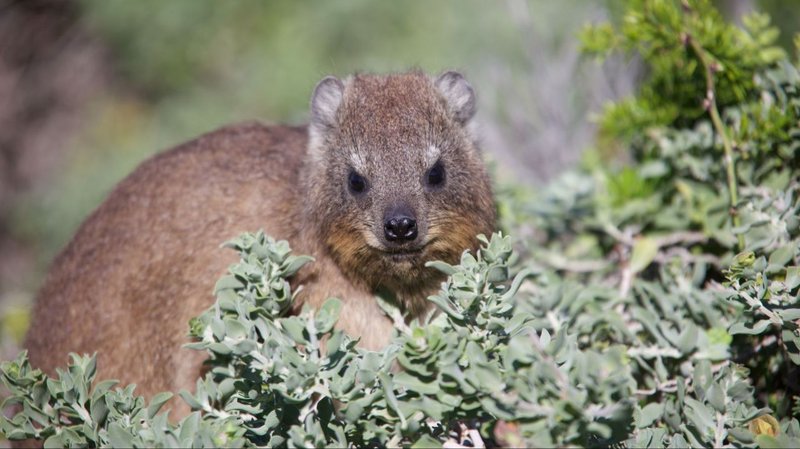 Where Do Rock Hyraxs Live? Habitat And Distribution Explained