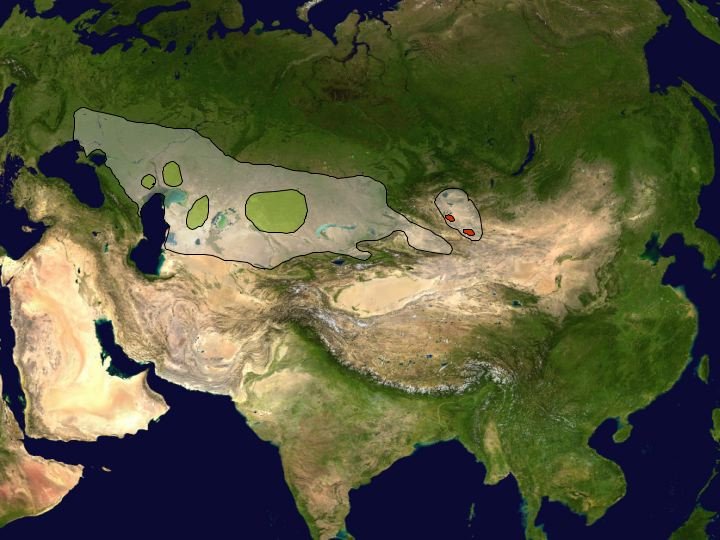 Where Do Saiga Antelopes Live? Habitat And Distribution Explained