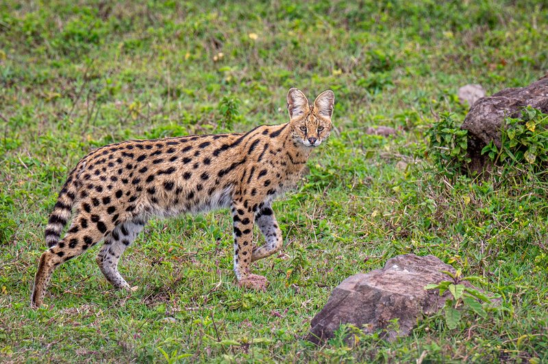 Where Do Servals Live? Habitat And Distribution Explained