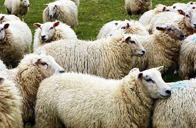 Where Do Sheeps Live? Habitat And Distribution Explained