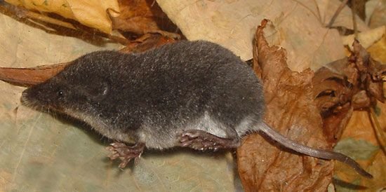Where Do Shrews Live? Habitat And Distribution Explained