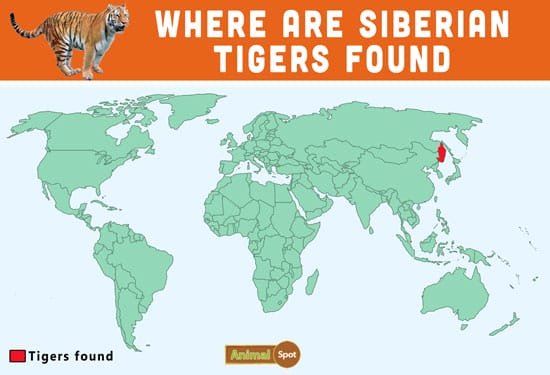 Where Do Siberian Tigers Live? Habitat And Distribution Explained