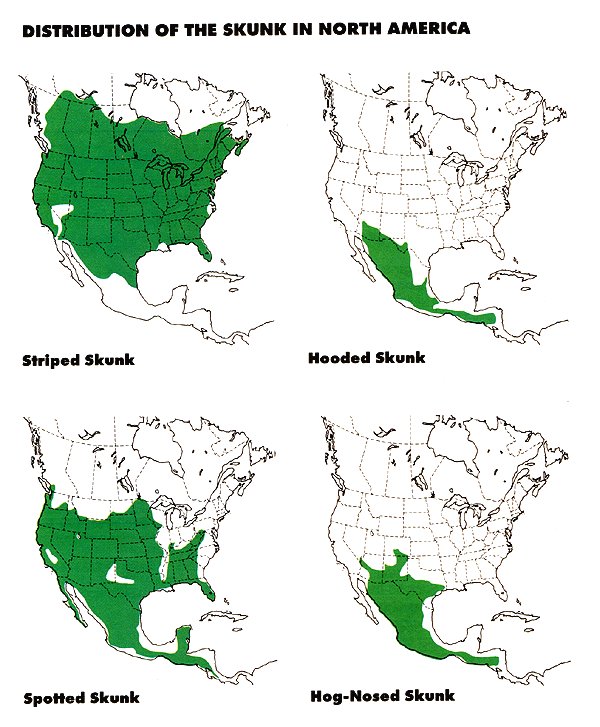 Where Do Skunks Live? Habitat And Distribution Explained