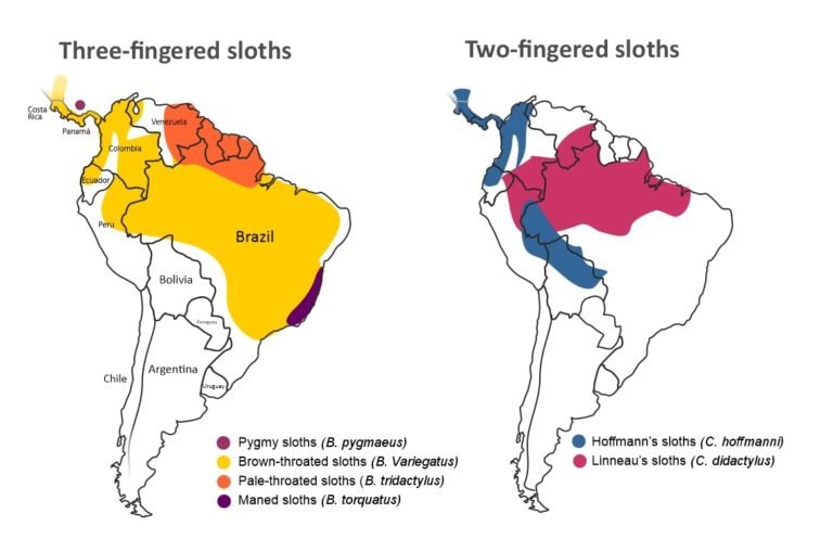 Where Do Sloths Live? Habitat And Distribution Explained