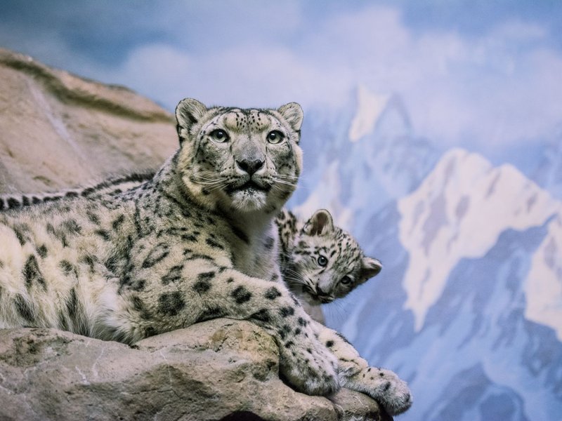 Where Do Snow Leopards Live? Habitat And Distribution Explained