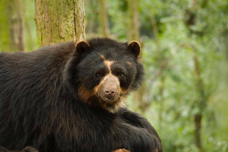 Where Do Spectacled Bears Live? Habitat And Distribution Explained