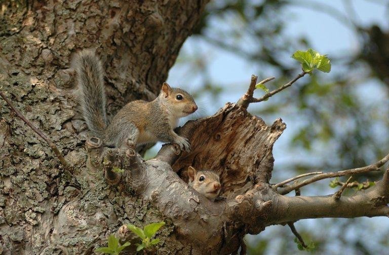 Where Do Squirrels Live? Habitat And Distribution Explained