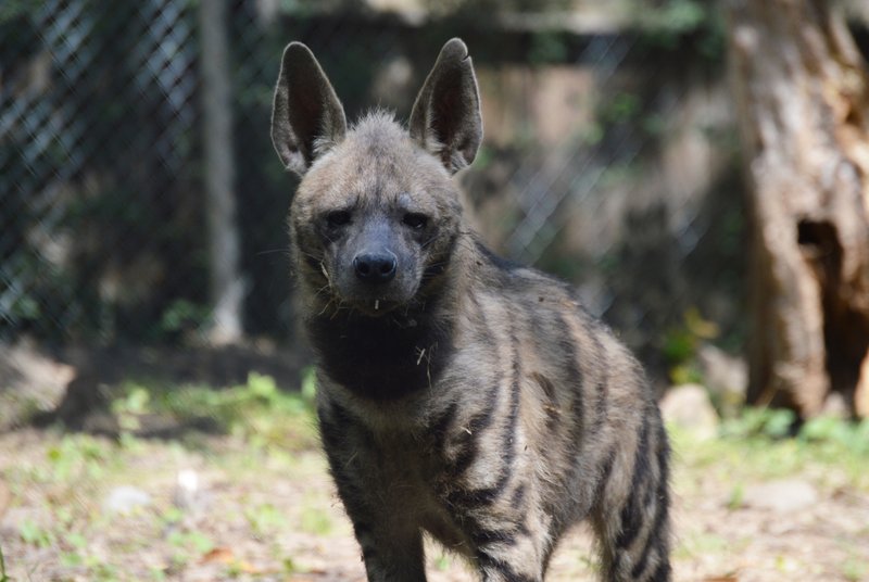 Where Do Striped Hyenas Live? Habitat And Distribution Explained
