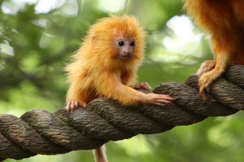 Where Do Tamarins Live? Habitat And Distribution Explained