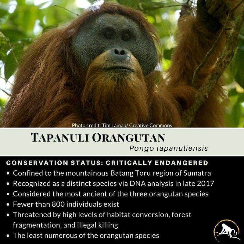 Where Do Tapanuli Orangutans Live? Habitat And Distribution Explained