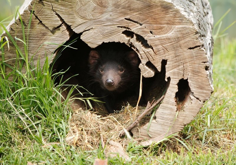 Where Do Tasmanian Devils Live? Habitat And Distribution Explained