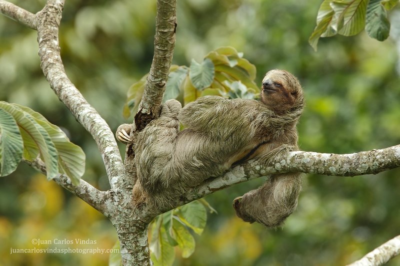 Where Do Three-Toed Sloths Live? Habitat And Distribution Explained
