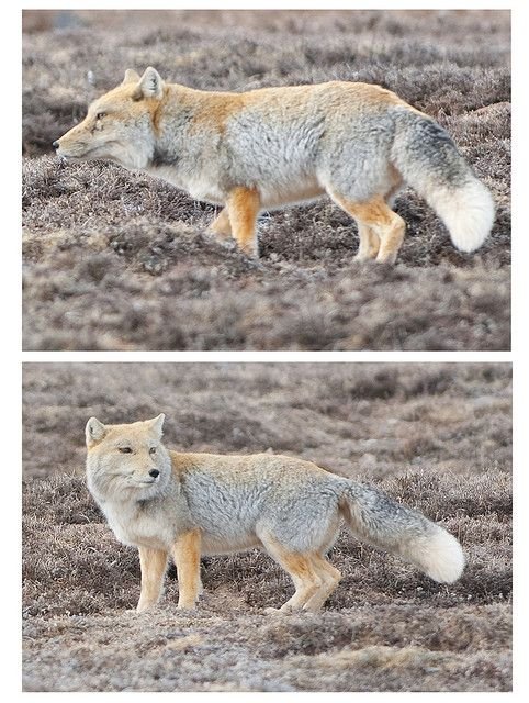 Where Do Tibetan Foxs Live? Habitat And Distribution Explained