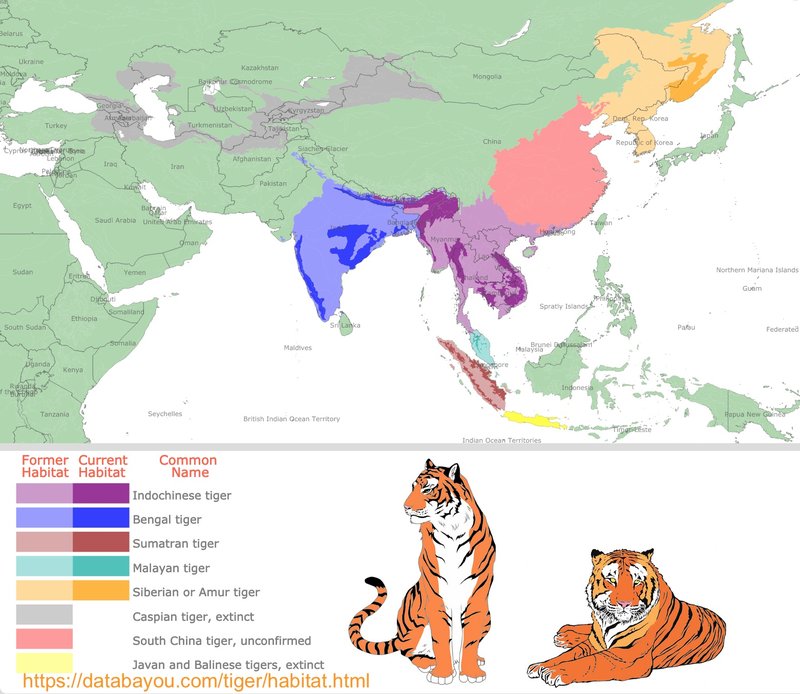 Where Do Tigers Live? Habitat And Distribution Explained