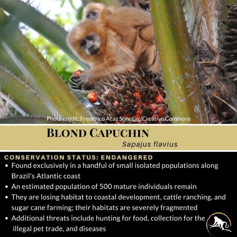 Where Do Tufted Capuchins Live? Habitat And Distribution Explained
