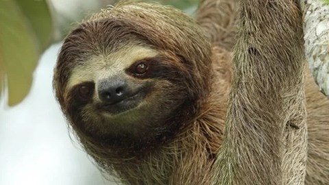 Where Do Two-Toed Sloths Live? Habitat And Distribution Explained