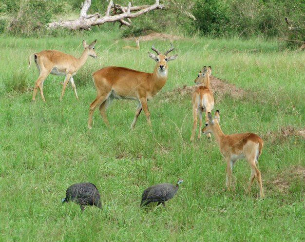 Where Do Ugandan Kobs Live? Habitat And Distribution Explained