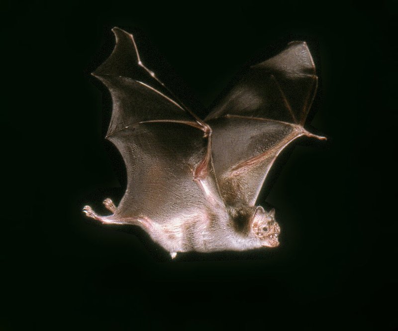 Where Do Vampire Bats Live? Habitat And Distribution Explained