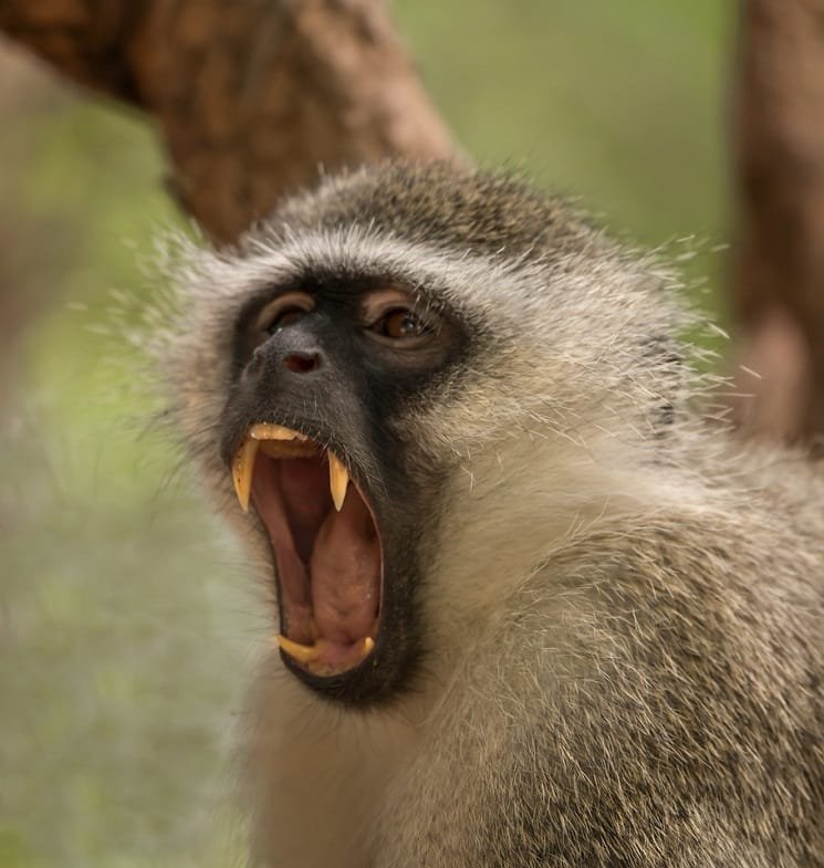 Where Do Vervet Monkeys Live? Habitat And Distribution Explained