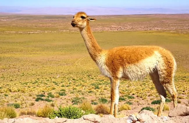 Where Do Vicunas Live? Habitat And Distribution Explained