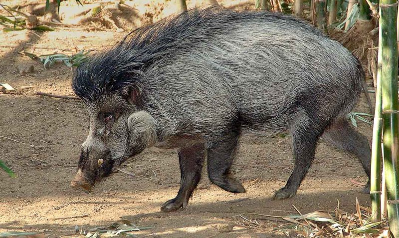 Where Do Visayan Warty Pigs Live? Habitat And Distribution Explained