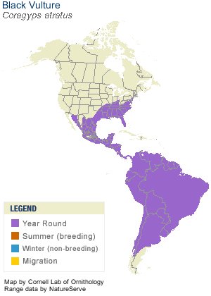 Where Do Vultures Live? Habitat And Distribution Explained