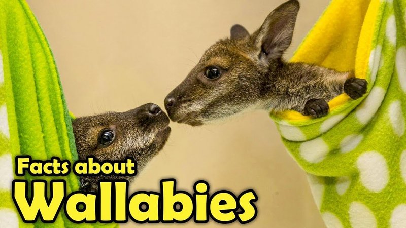 Where Do Wallabys Live? Habitat And Distribution Explained
