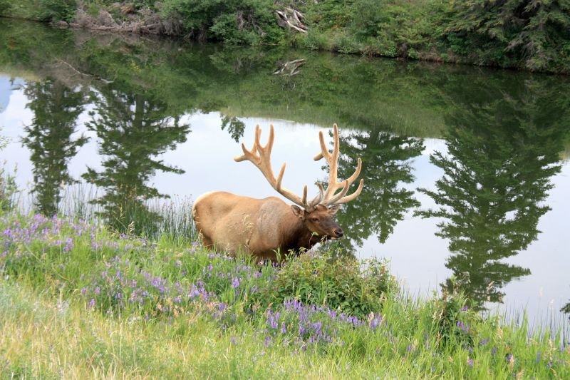 Where Do Wapitis Live? Habitat And Distribution Explained