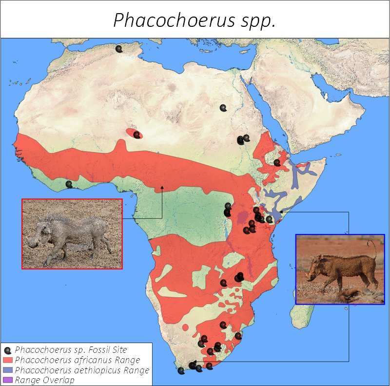 Where Do Warthogs Live? Habitat And Distribution Explained