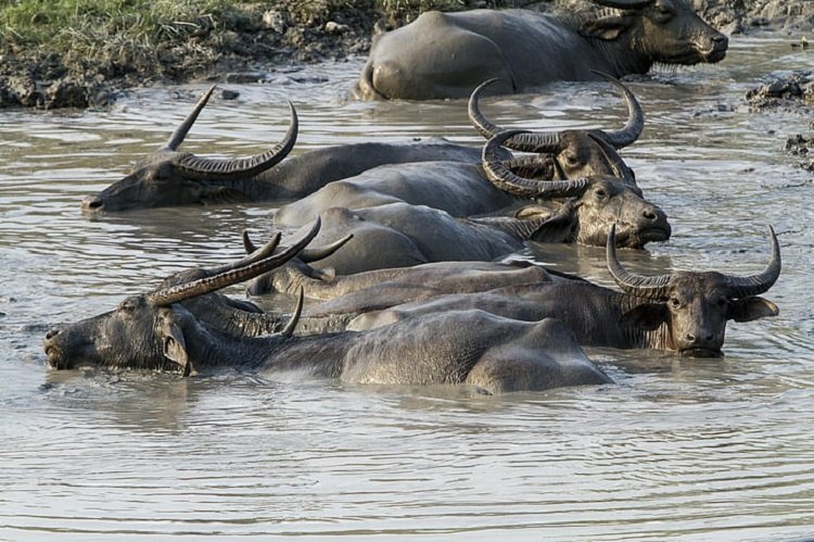 Where Do Water Buffalos Live? Habitat And Distribution Explained