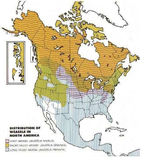 Where Do Weasels Live? Habitat And Distribution Explained