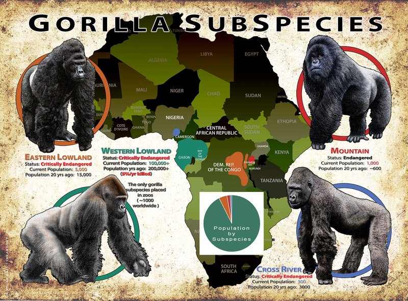 Where Do Western Gorillas Live? Habitat And Distribution Explained